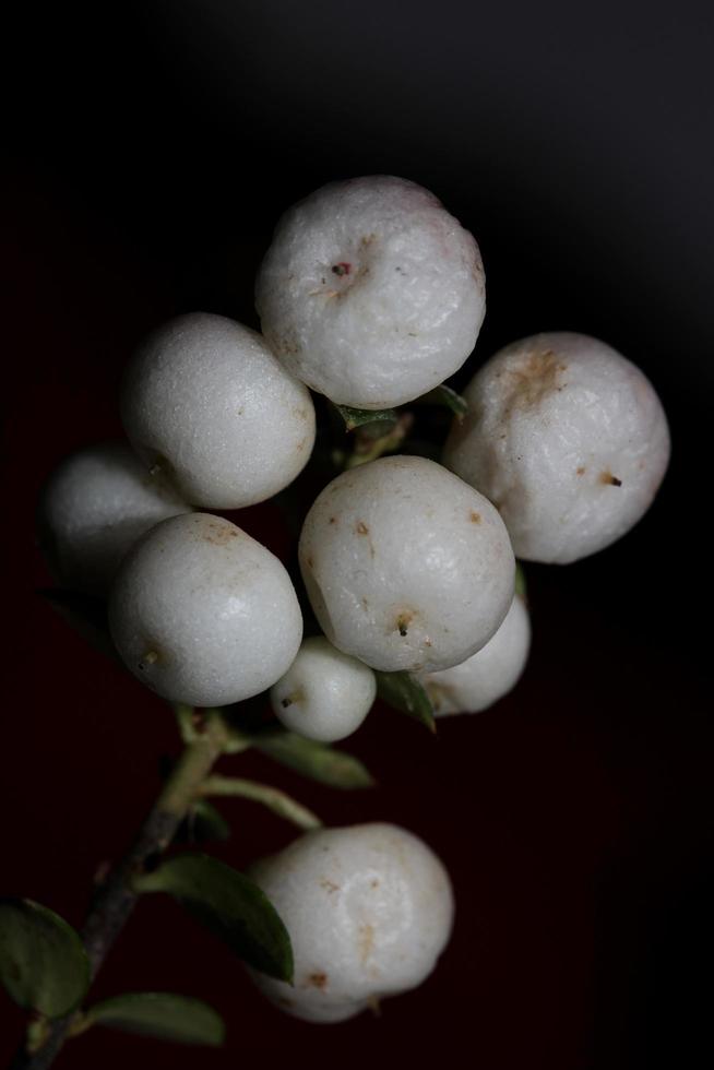 Wild white small flower fruit close up botanical background symphoricarpos orbiculatus family caprifoliaceae big size high quality print photo