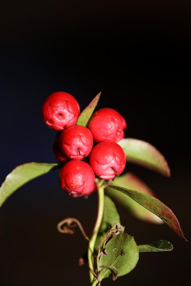 Fruta roja pequeña de cerca fondo botánico Gaultheria procumbens familia ericaceae impresiones de alta calidad de gran tamaño foto