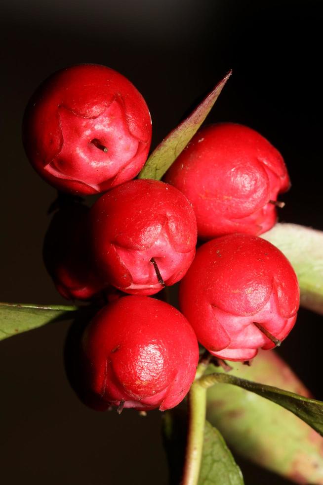 Fruta roja pequeña de cerca fondo botánico Gaultheria procumbens familia ericaceae impresiones de alta calidad de gran tamaño foto