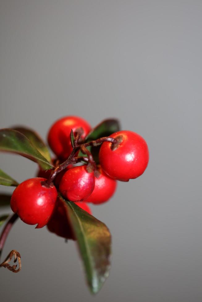 Fruta roja pequeña de cerca fondo botánico Gaultheria procumbens familia ericaceae impresiones de alta calidad de gran tamaño foto