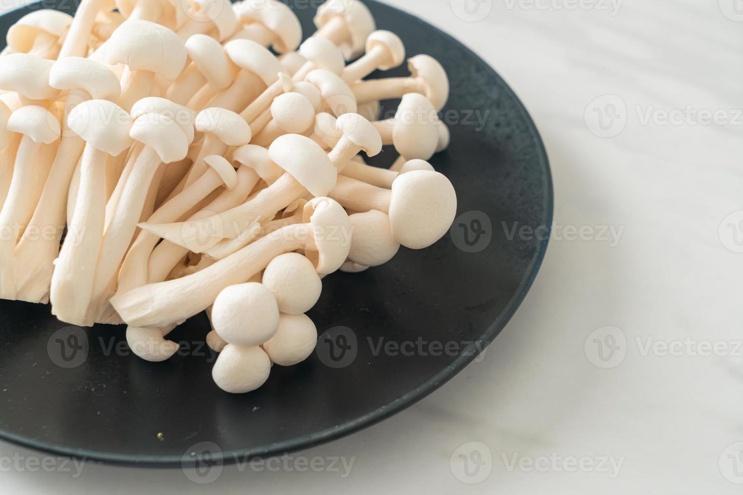 white beech mushroom or white reishi mushroom photo