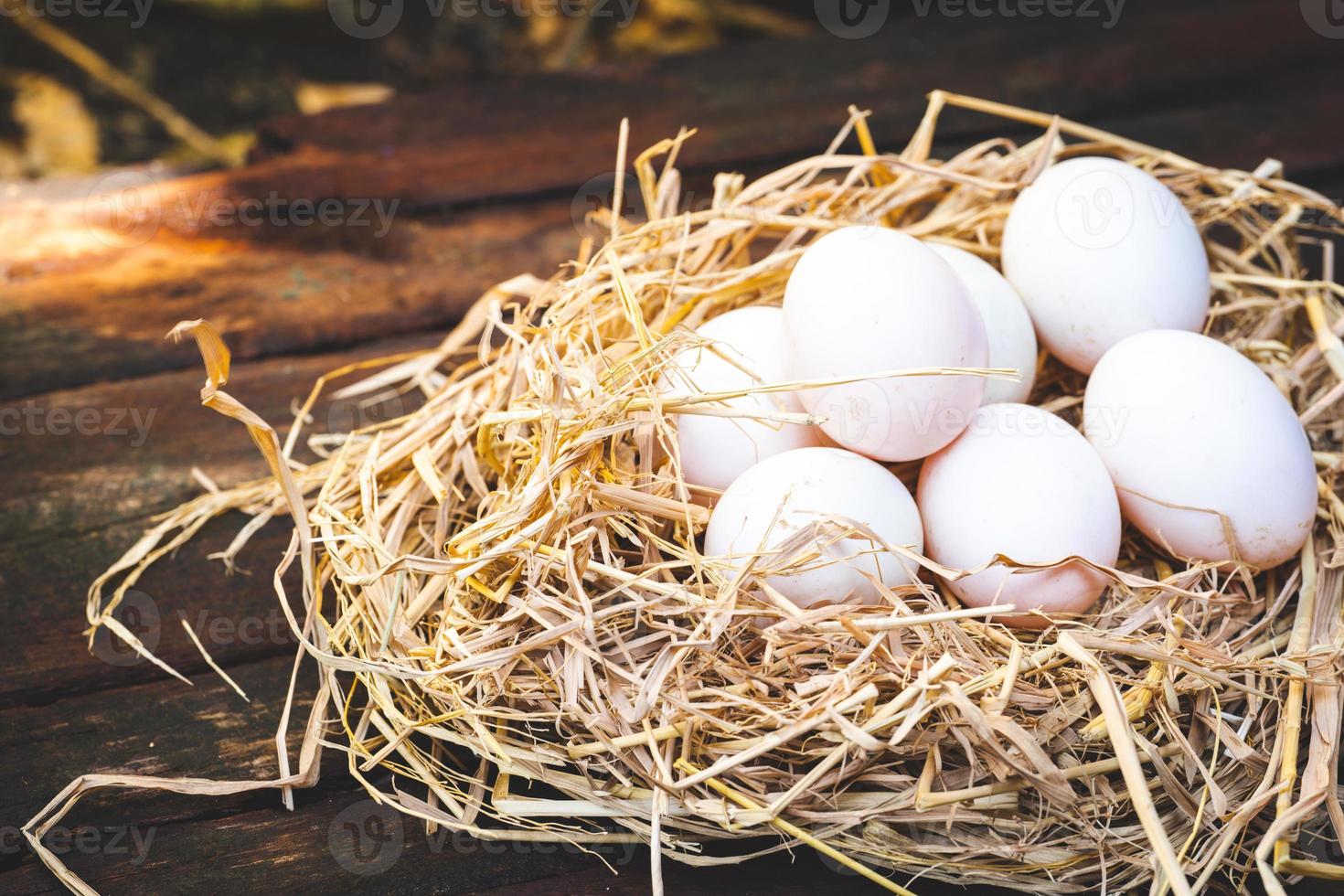 White duck eggs are laid on nest made of yellow-brown dry straw. On wooden floor. Empty space for enter text. photo