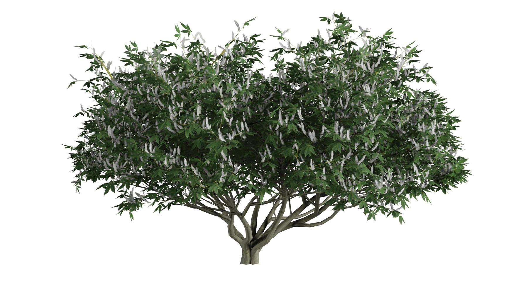 3D Trees Background Scene White photo