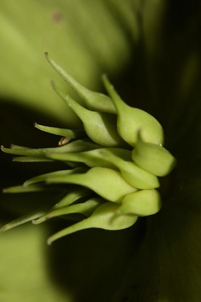 flor amarilla flor cerrar helleborus viridis familia ranunculaceae impresiones botánicas de gran tamaño de alta calidad foto