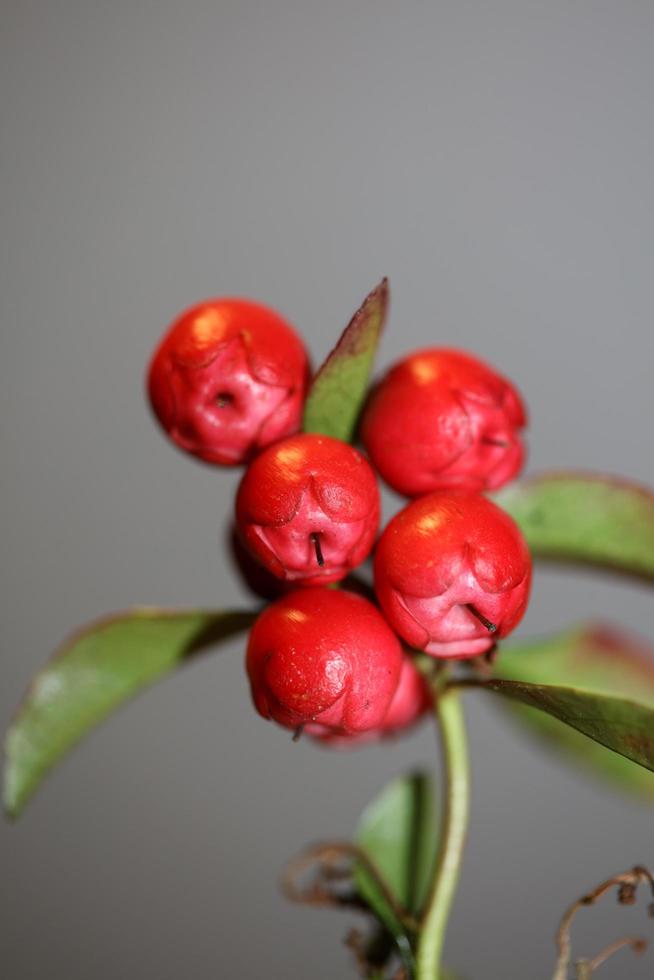 Red small fruit close up botanical background gaultheria procumbens family ericaceae big size high quality prints photo