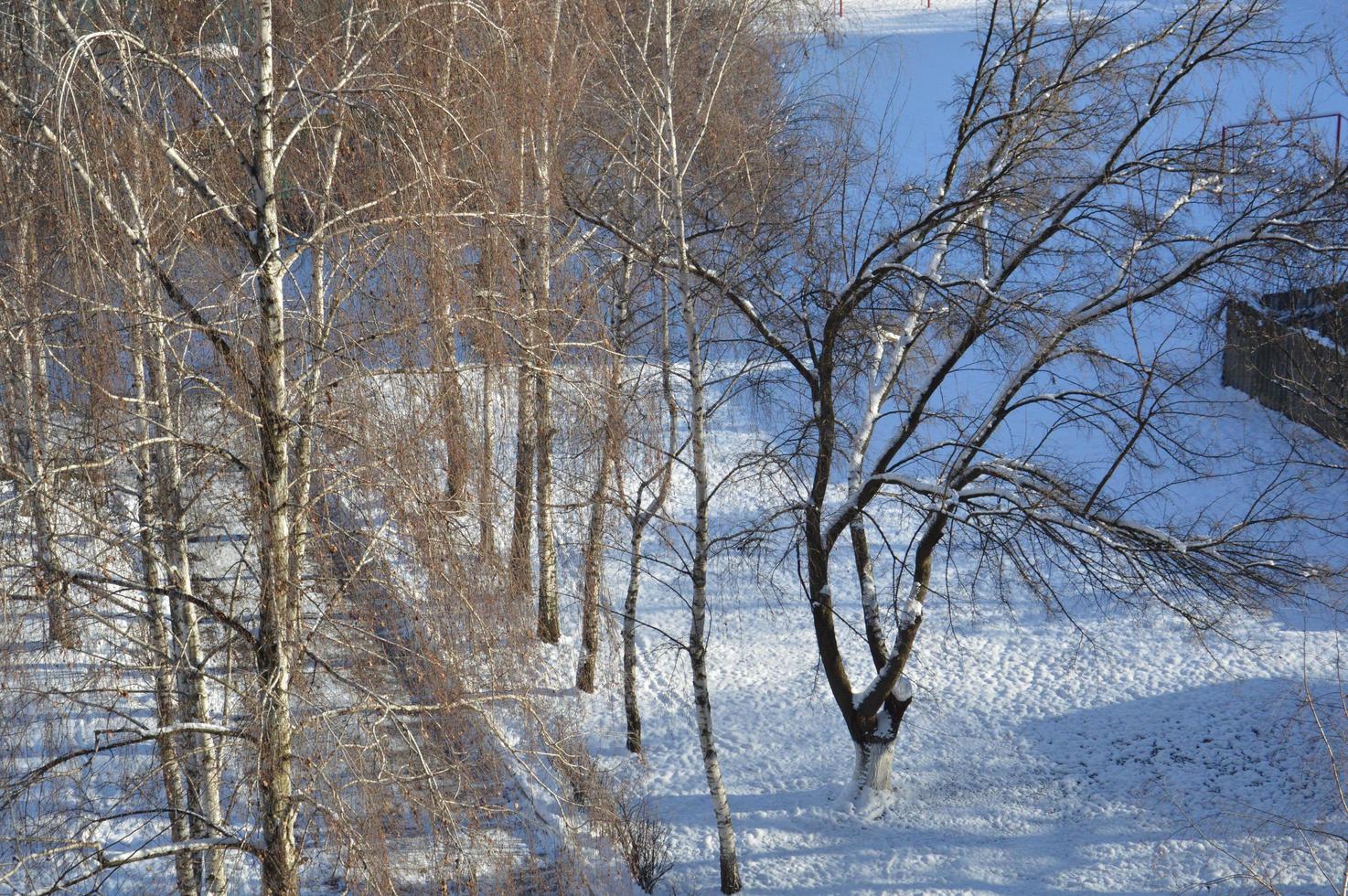 Trees in winter on a background of white snow photo