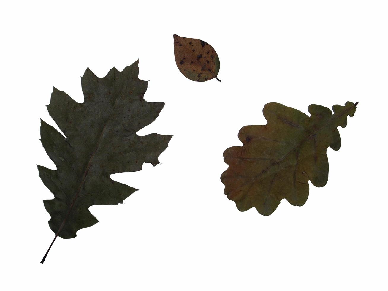 Dried leaves of trees and plants herbarium on white background photo