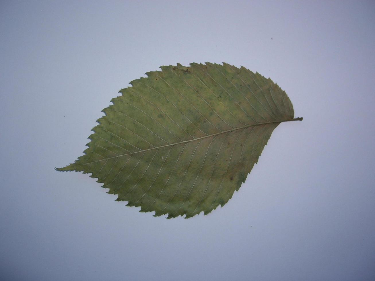 Dried leaves of trees and plants herbarium on white background photo