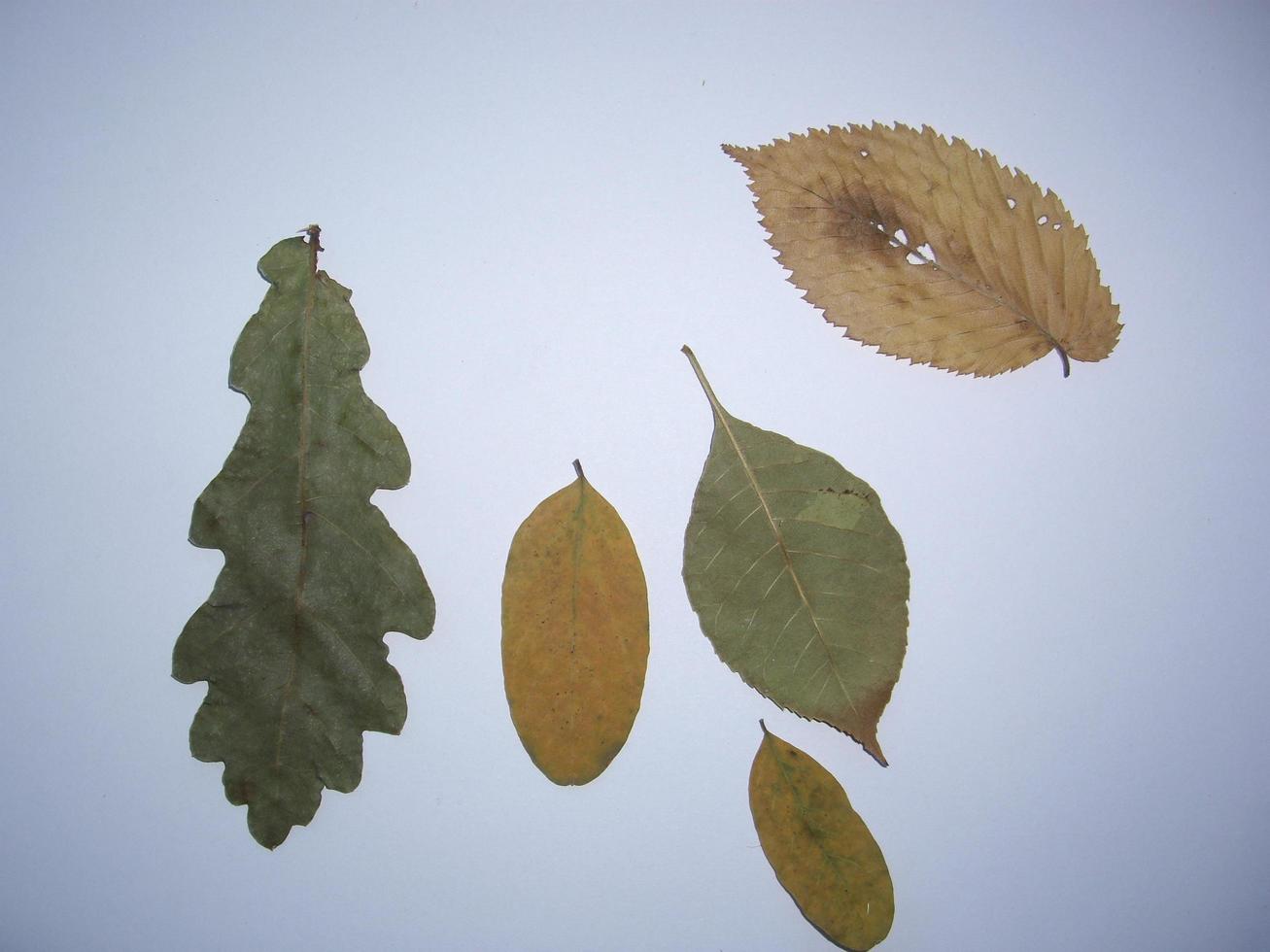 Dried leaves of trees and plants herbarium on white background photo