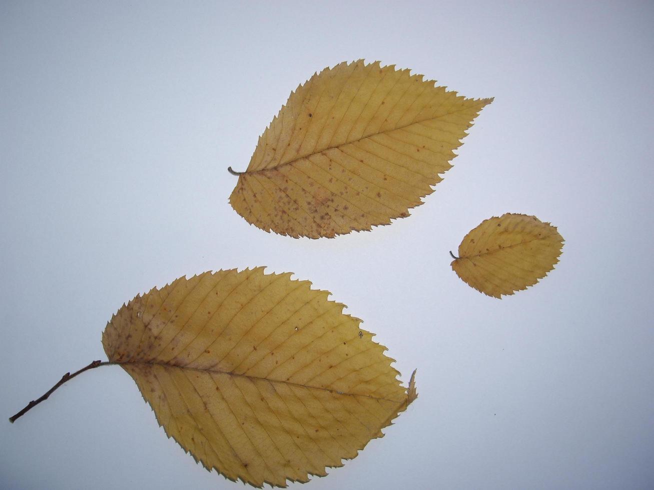 Hojas secas de árboles y plantas herbario sobre fondo blanco. foto