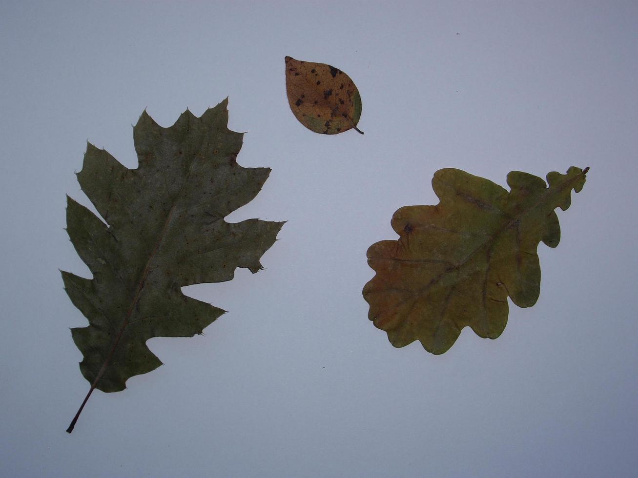 Dried leaves of trees and plants herbarium on white background photo