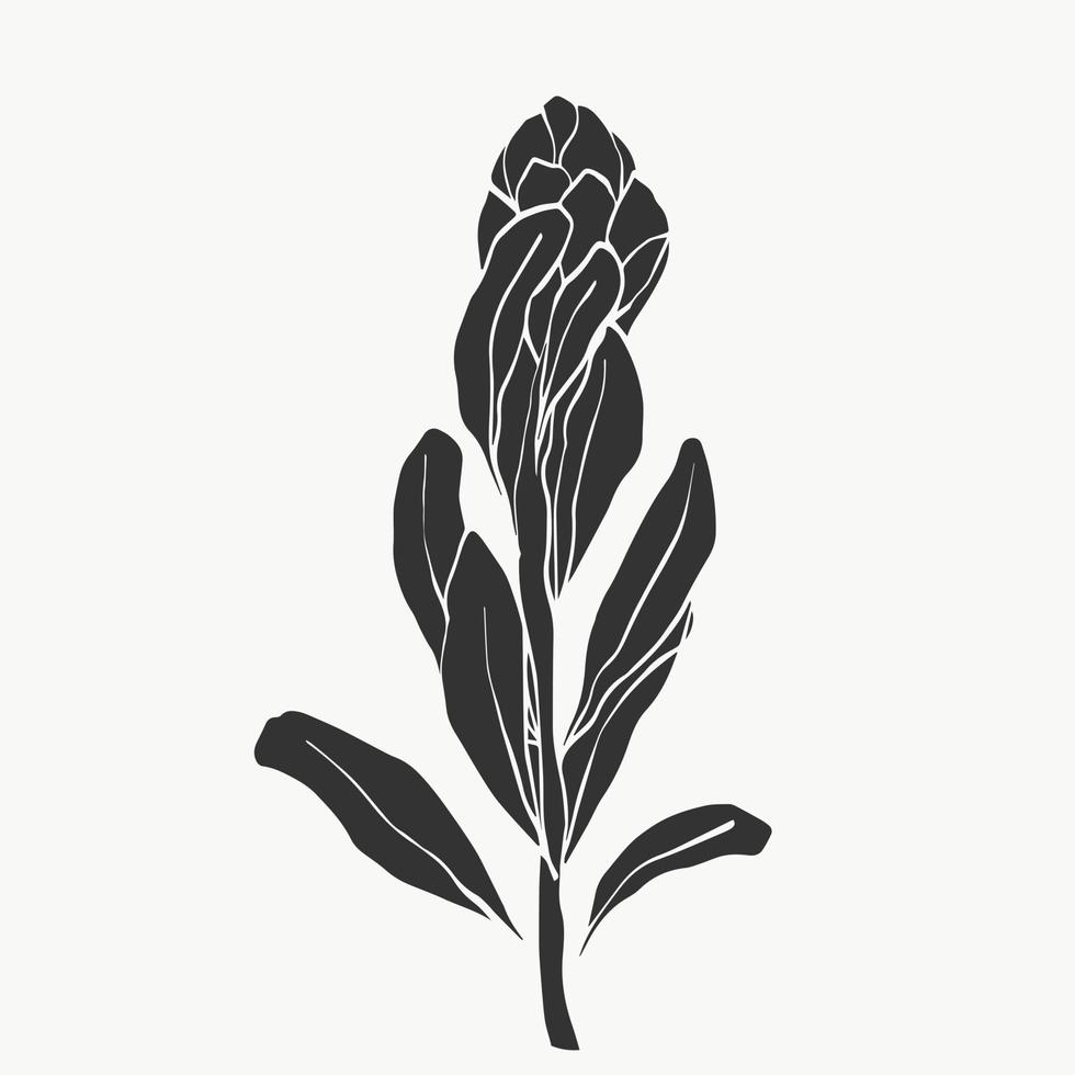 Conjunto de flor de protea y línea de hojas tropicales sobre fondo blanco. regalo de vacaciones, ramo, brotes. una hermosa flor de moda macro shot. diseño de ilustraciones vectoriales vector