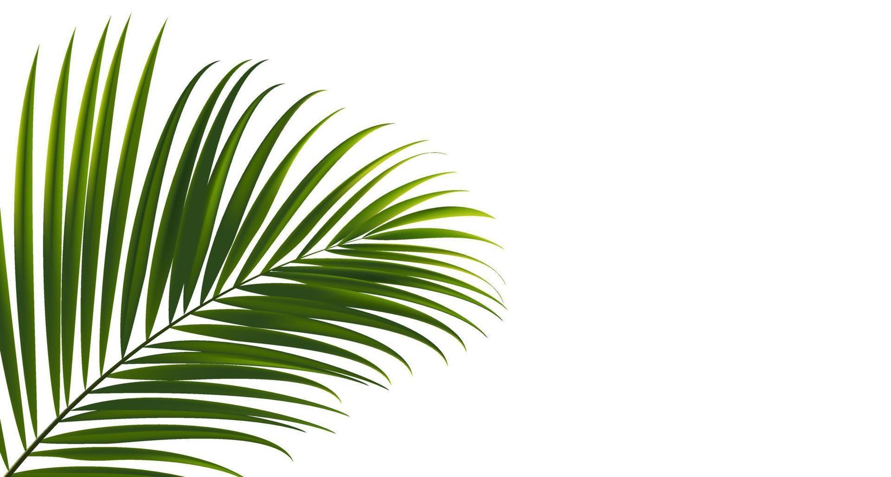 Coconut leaves on white background with clipping path for tropical leaf design element.vector illustration design vector