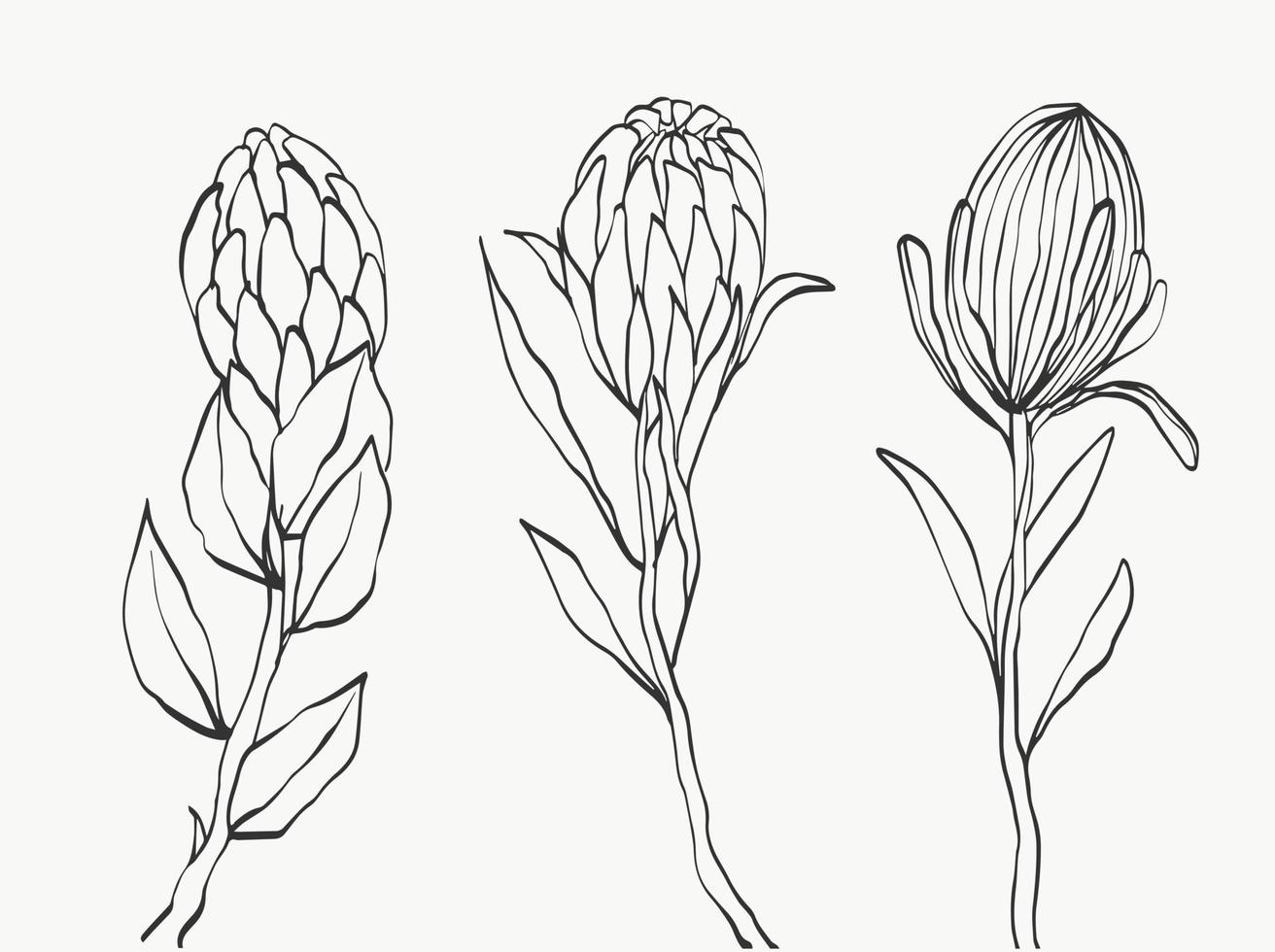 Set of protea flower and tropical leaves line over white background. holiday gift, bouquet, buds. one beautiful fashion flower macro shot. vector illustrations design