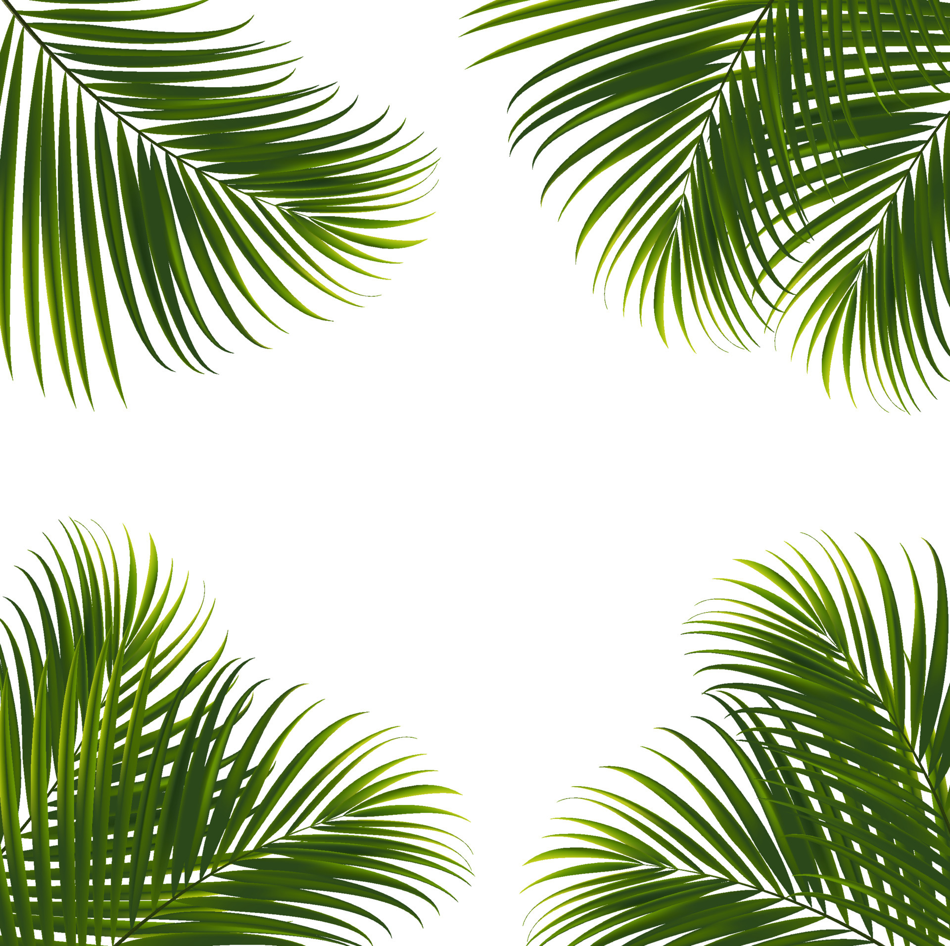 Coconut leaves on white background with clipping path for tropical leaf
