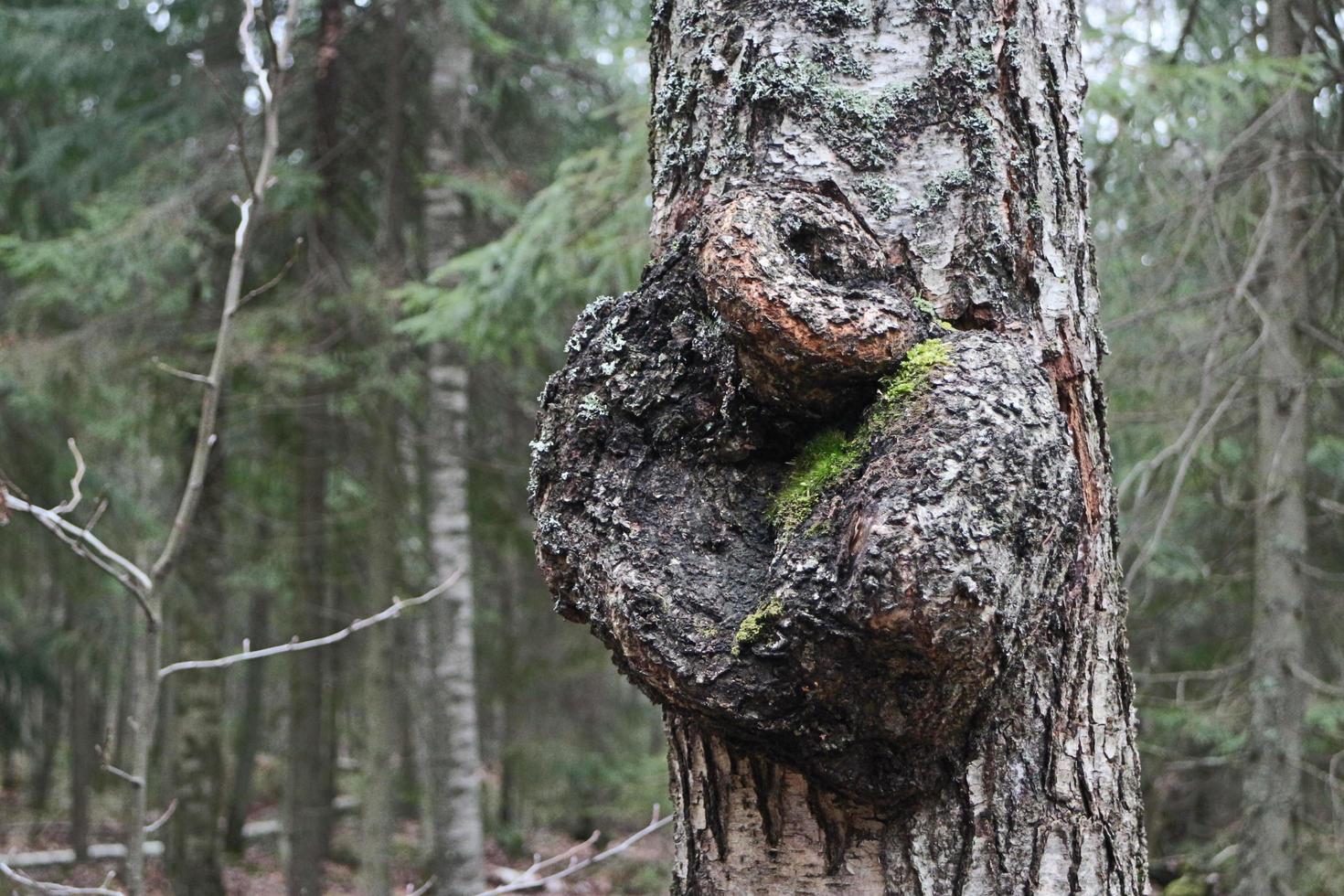 suvel, a large growth on a tree trunk close-up photo