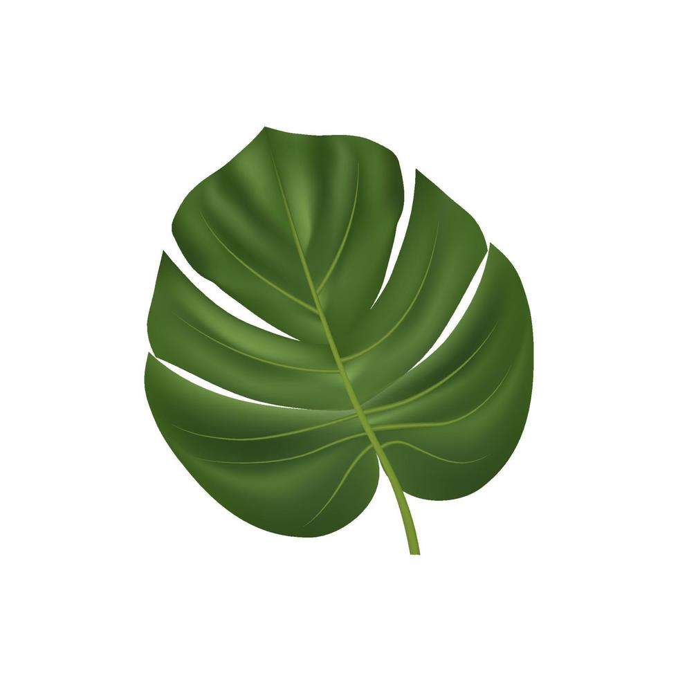 monstera leaf vector on white background