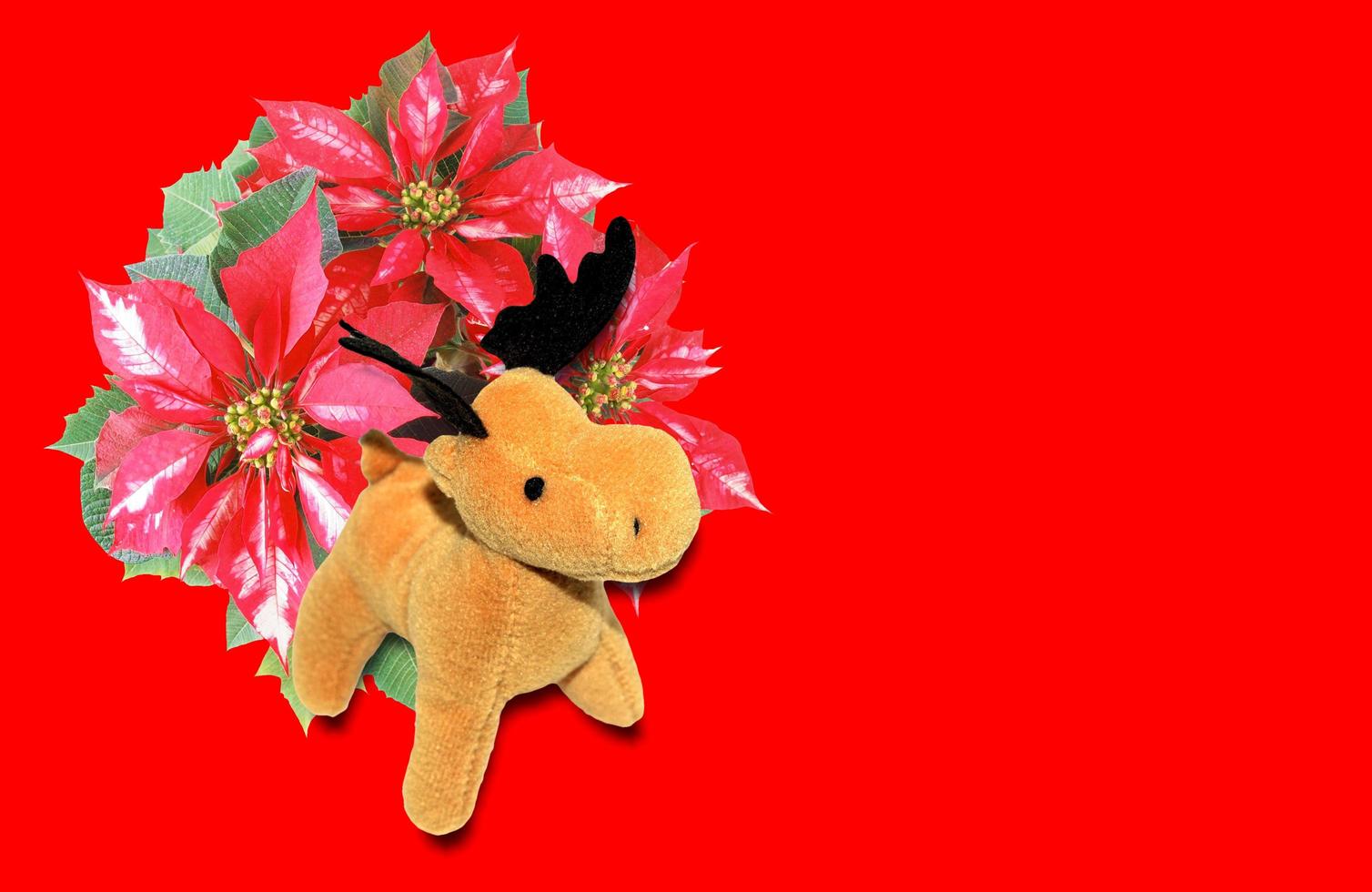 Poinsettia Christmas Star with deer moose photo