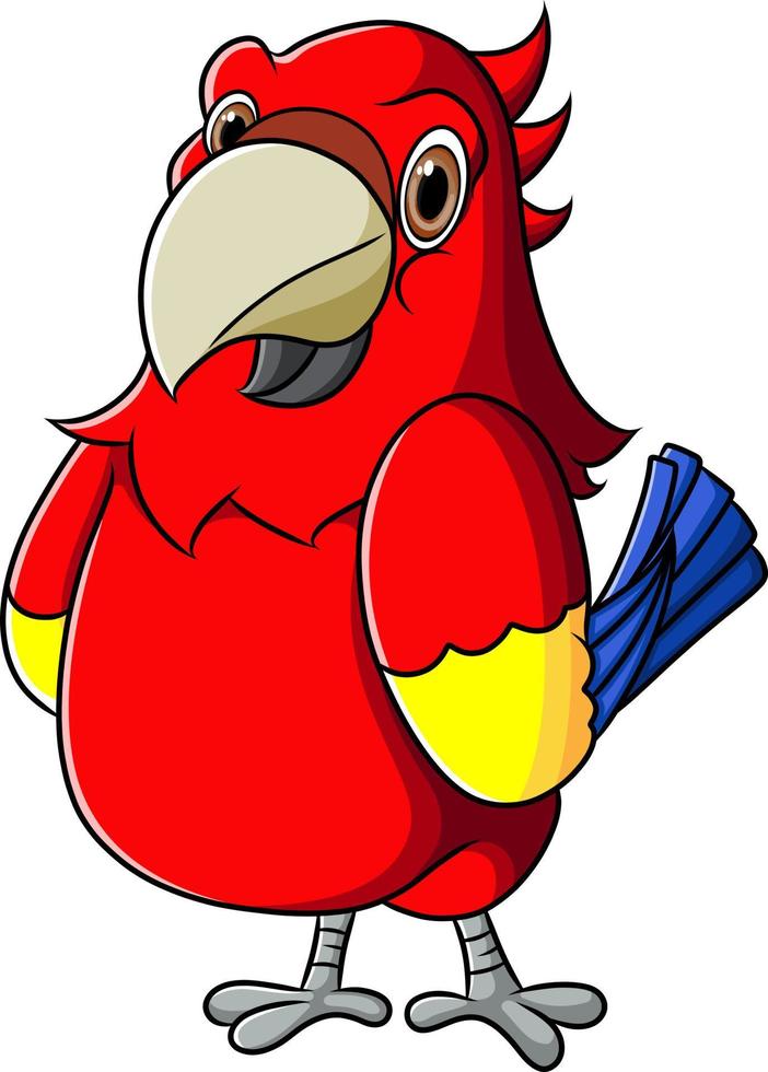 The fat parrot is standing and looking at camera vector