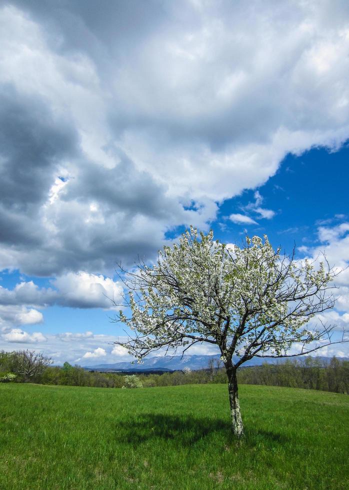 paisaje campestre de primavera foto