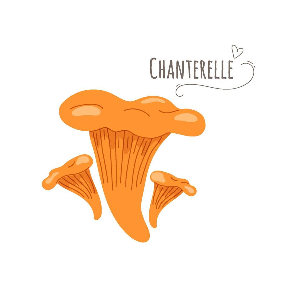 Chanterelle,Cantharellus cibarius mushrooms isolated on white background.Simplified vector illustration.