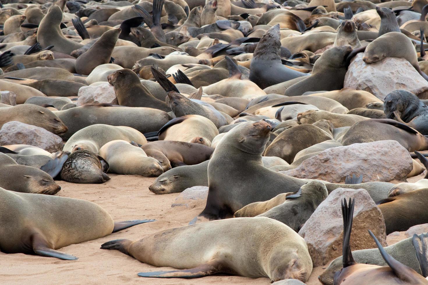 Group of sea lions on the namibian coast. Cape Cross, Namibia photo