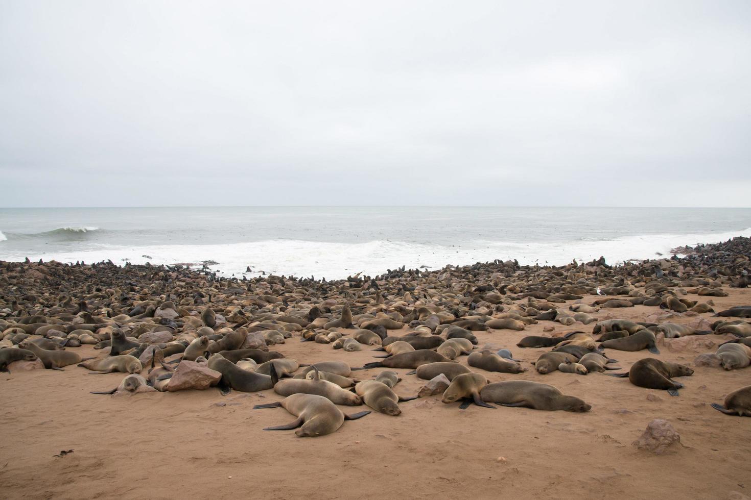 Colony of sea lions lying on the sand. Cape Cross, Namibia. photo
