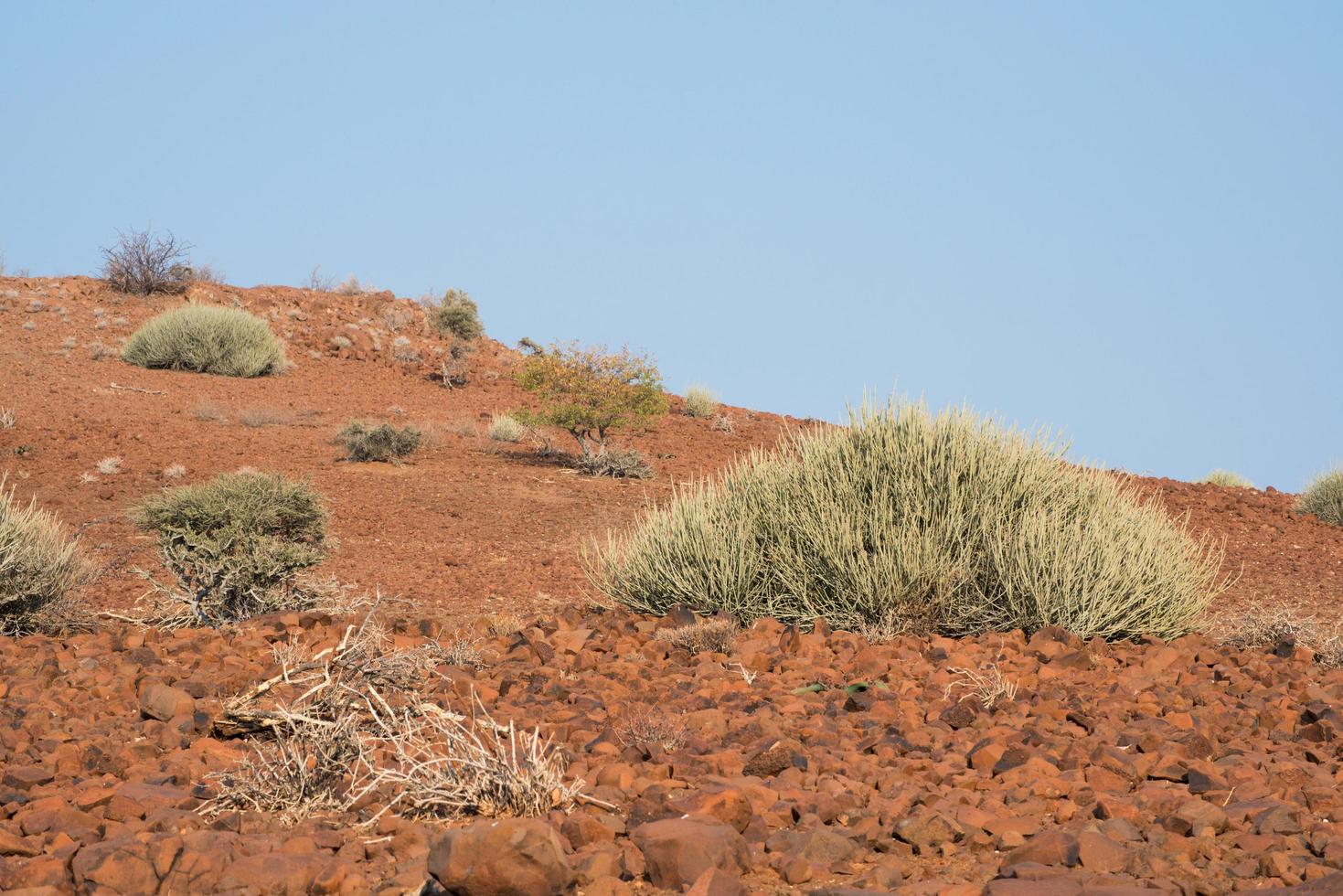 Arid landscape in Damaraland, Namibia. Red soil with green bushes. photo