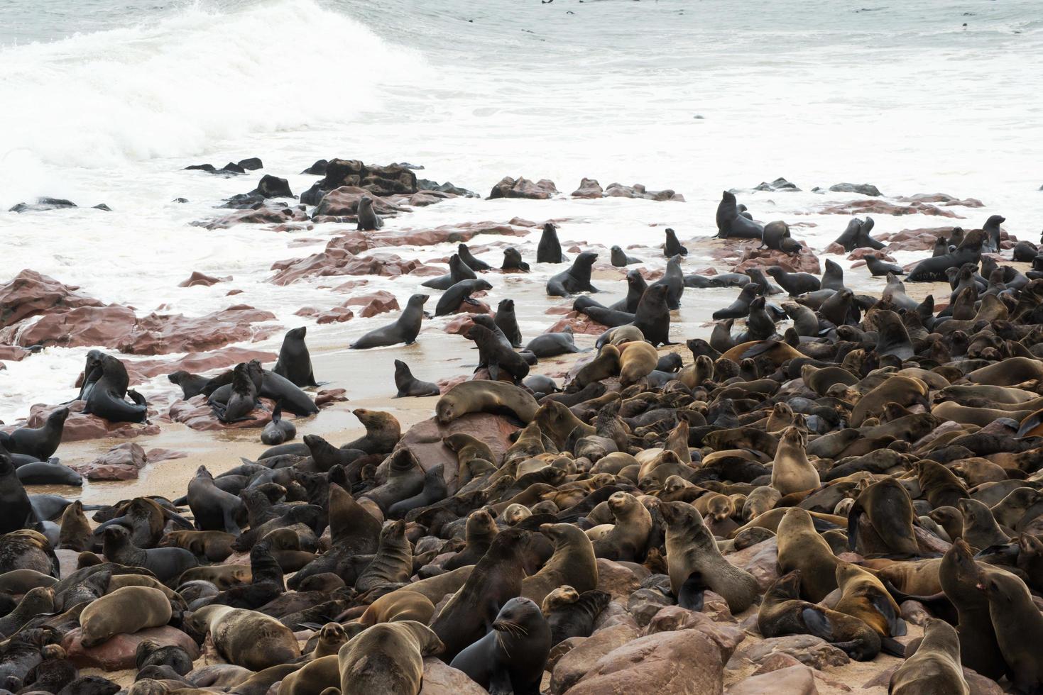 Sea lions colony at Cape Cross. Coast of Namibia photo