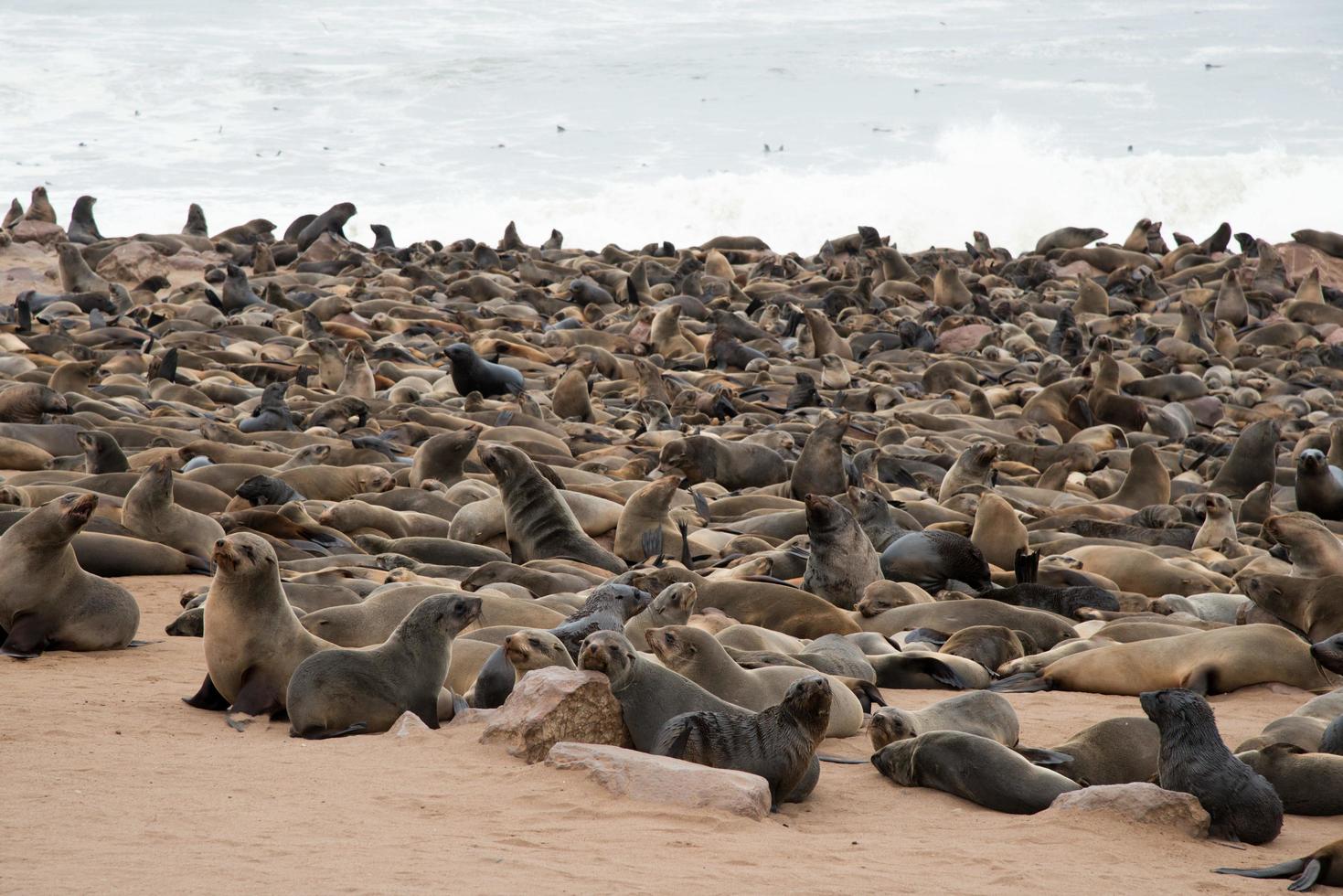 grupo de leones marinos en Cape Cross. agua en el fondo. Namibia foto