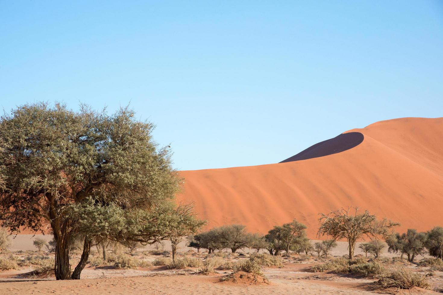 hermoso paisaje del desierto de Namib. dunas y árboles sin gente, cielo azul. Namibia foto