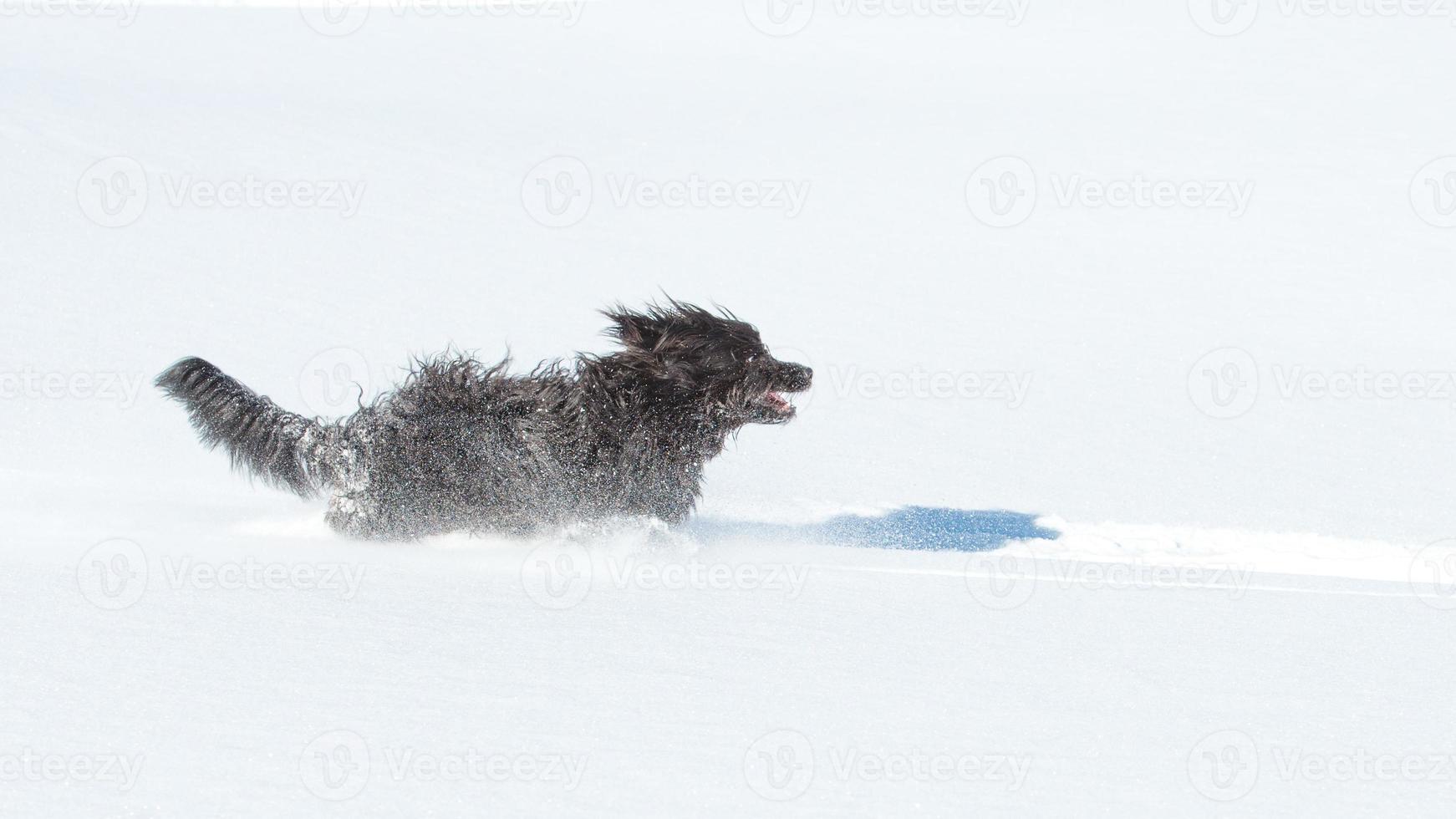 Big hairy black dog runs in the fresh snow photo