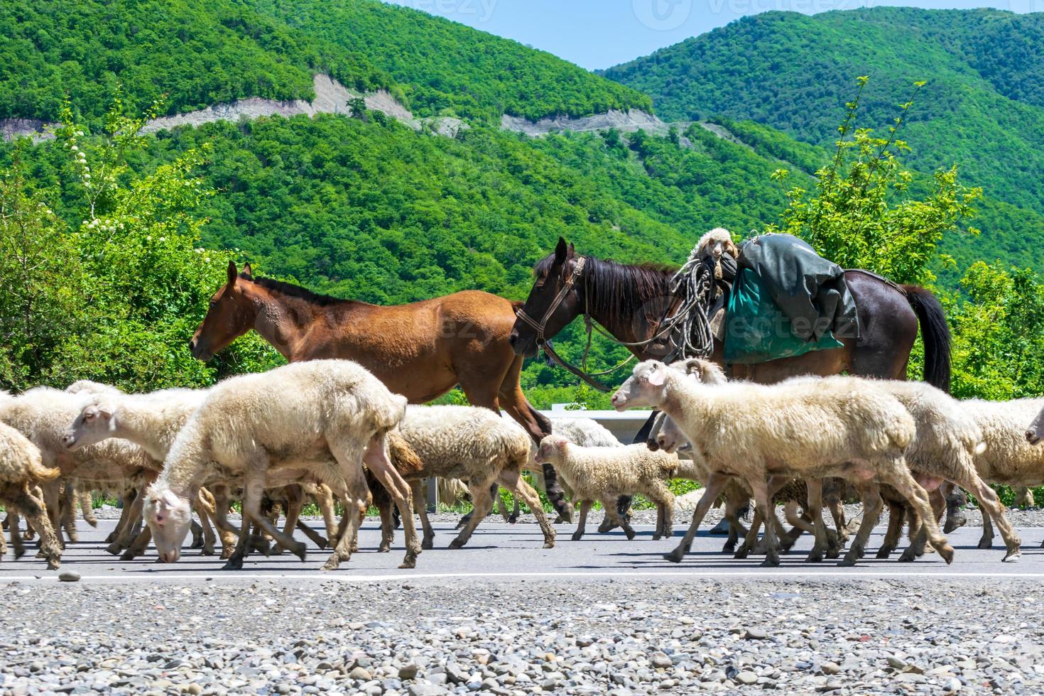 animals on road photo