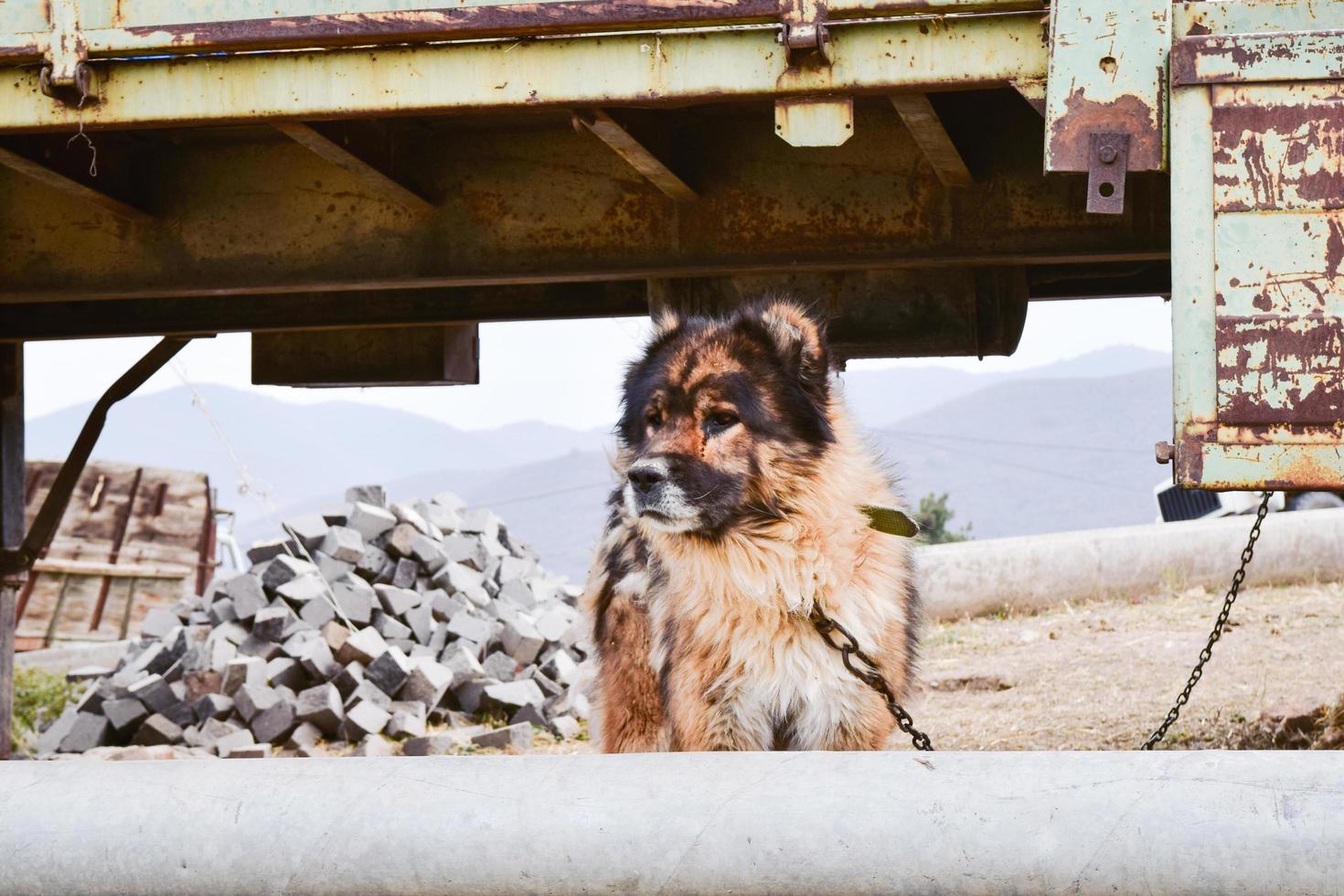 retrato de perro caucásico foto