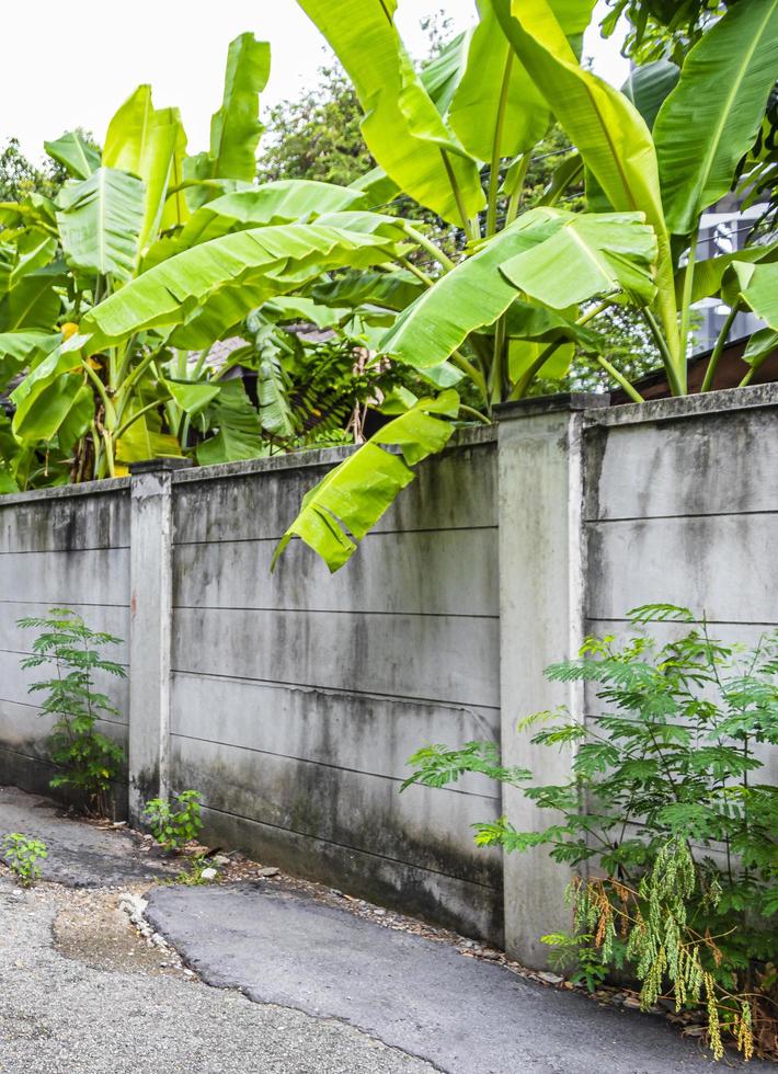 Tropical forest dschungel nature behind walls in Thailand. photo