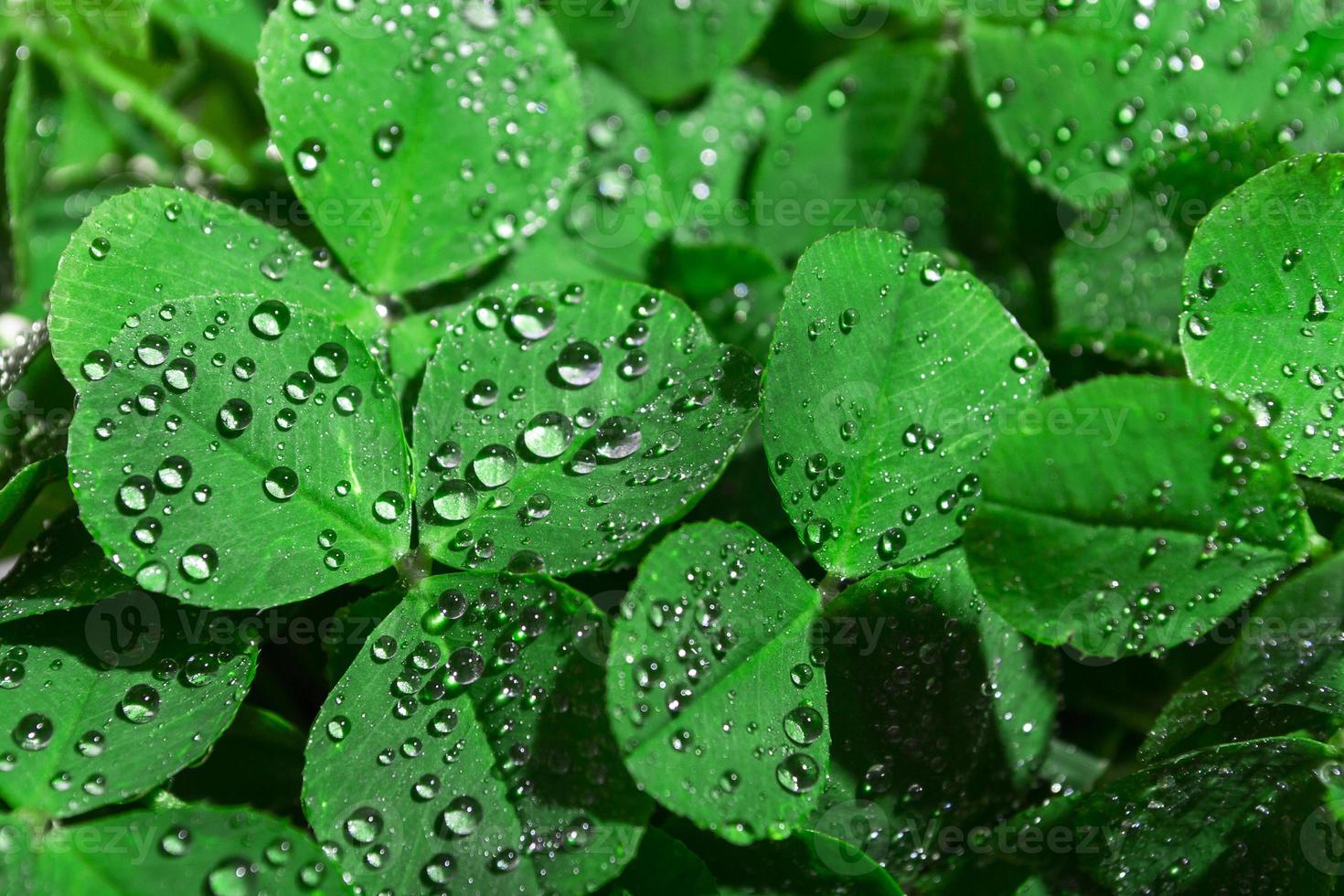 Clover with dew drops abstract macro photography of nature defocused copy space photo