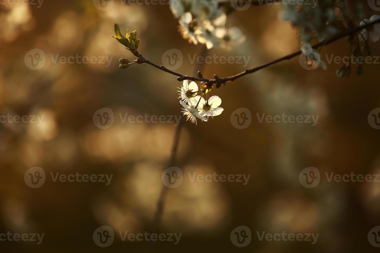 spring season. Spring Cherry blossoms, white flowers. photo