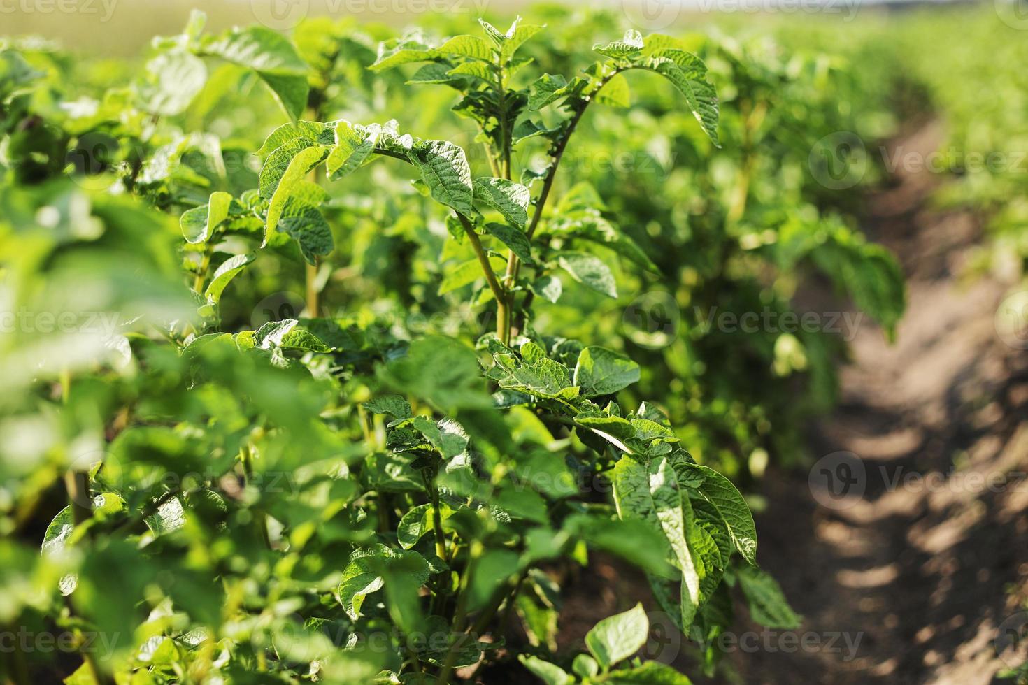 planta de papa joven que crece en el suelo. arbusto de papa en el jardín. planta de papa joven saludable en el jardín orgánico. Agricultura ecológica. campo de arbustos de papa verde. enfoque selectivo. hacer frente al espacio foto