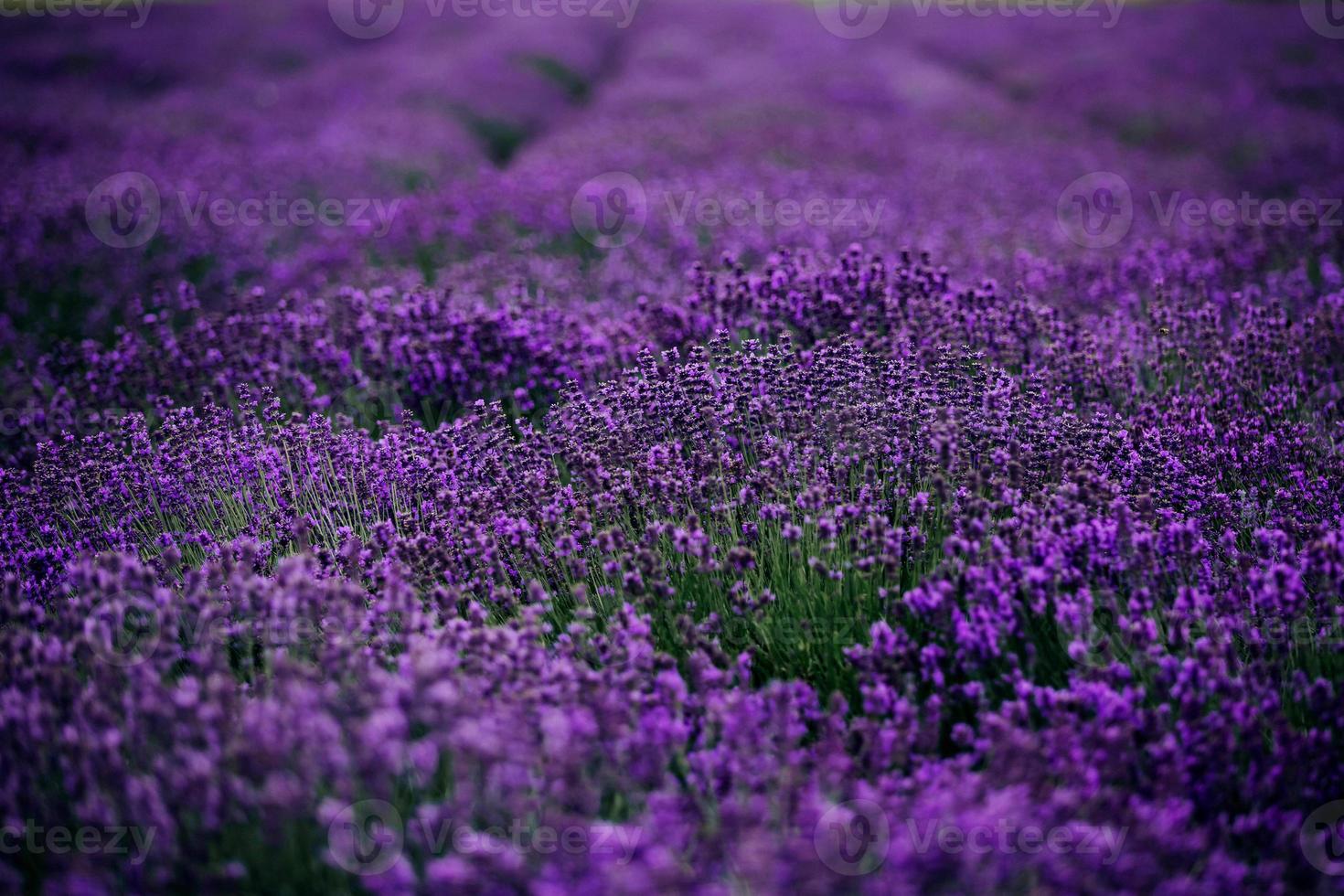 Lavender field in sunlight,Provence, Plateau Valensole. Beautiful image of lavender field.Lavender flower field, image for natural background.Very nice view of the lavender fields. photo