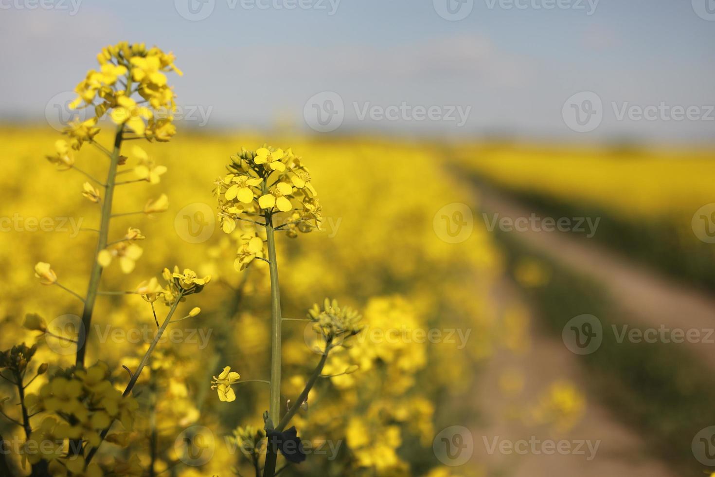yellow rapeseed on a background of the sky. selective focus on color. canola field with ripe rapeseed, agricultural background photo