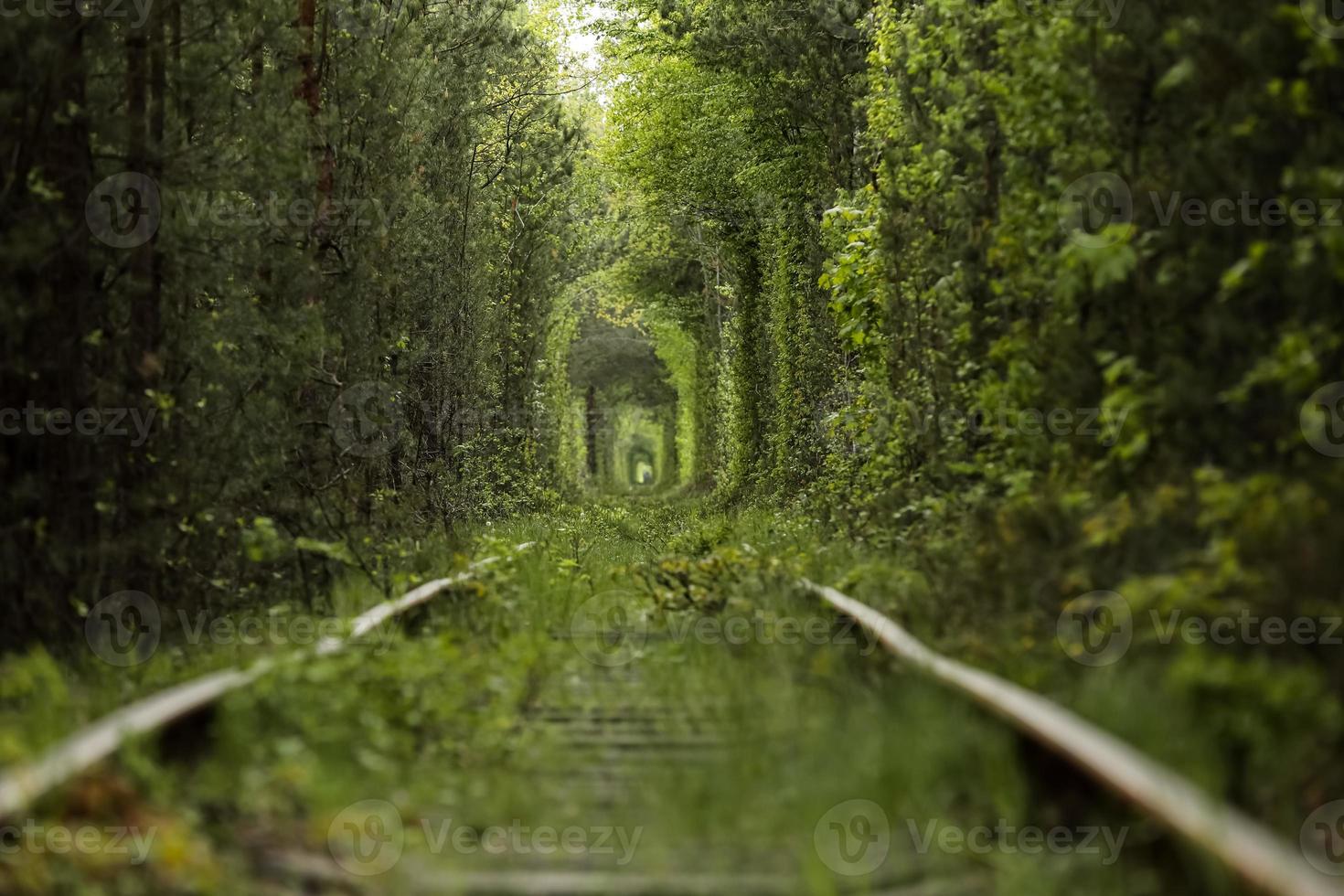 Natural tunnel of love formed by trees in Ukraine, Klevan. old railway in the beautiful tunnel in summer day photo