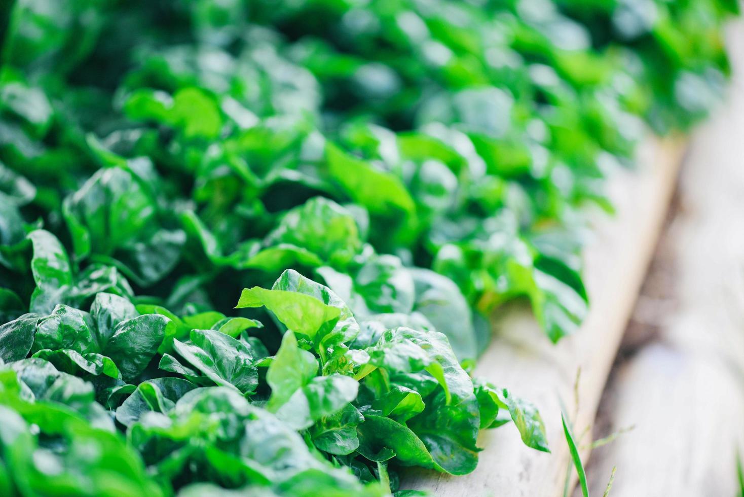 Watercress growing in the vegetable garden plant green leaf texture background - Fresh watercress salad and herb photo