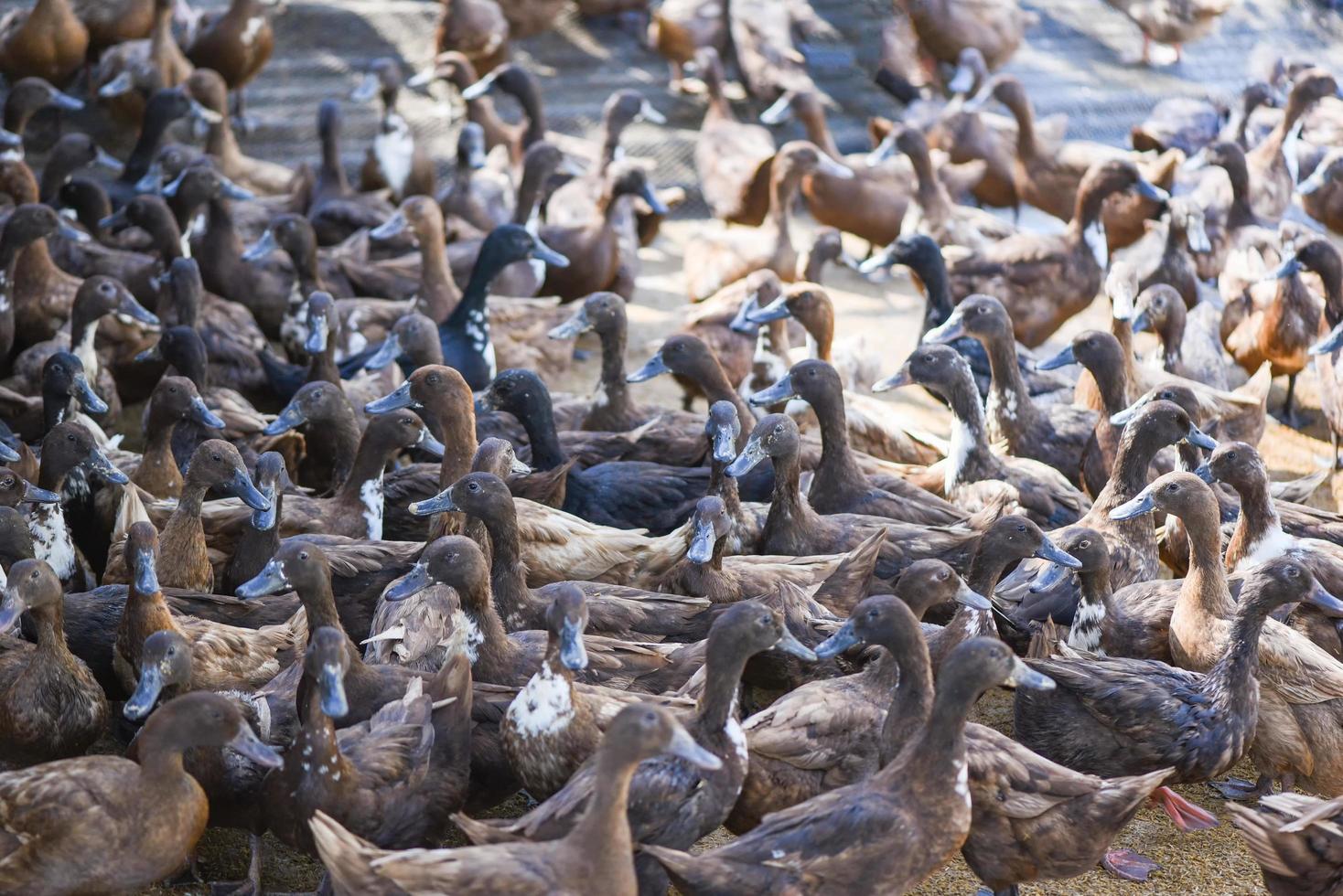 muchos patos en una granja local para la producción de huevos de pato - granja de patos pardos foto