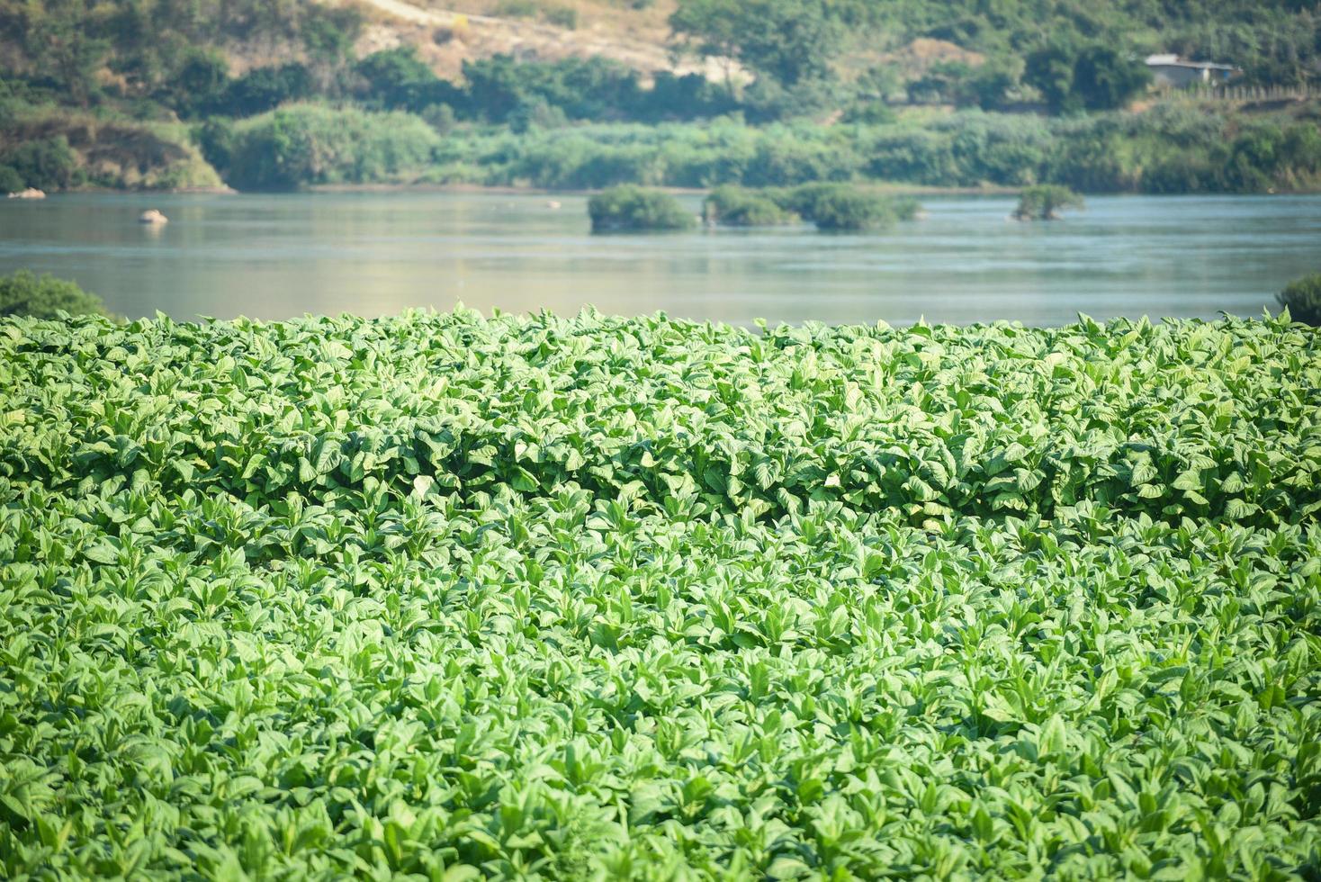 Tobacco leaf plant growing in the farm agriculture in asian with river and mountain background - Young green tobacco leaves plantation in the tobacco field background photo