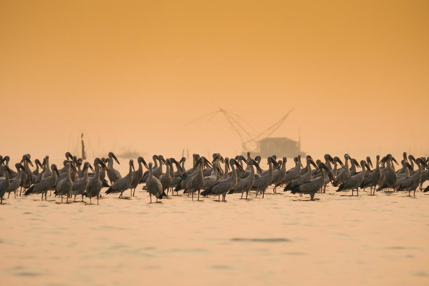 Anastomus oscitans gran ave zancuda en la familia de la cigüeña - aves cigüeña openbill asiática en el lago foto