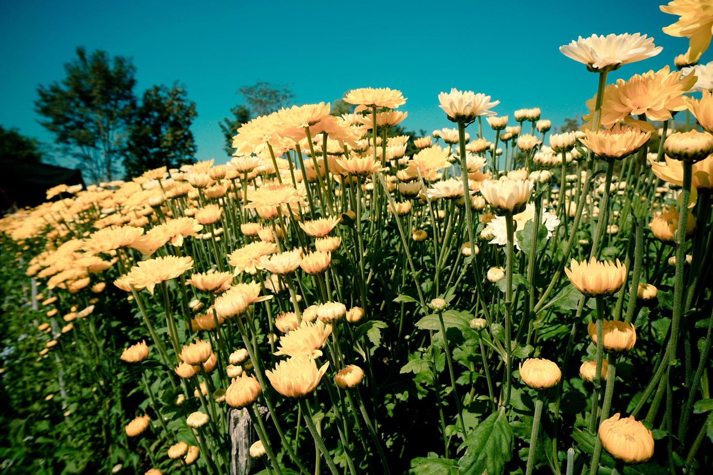 Marigold flower or Calendula with leaf on green natural summer background - Calendula flower field plant photo
