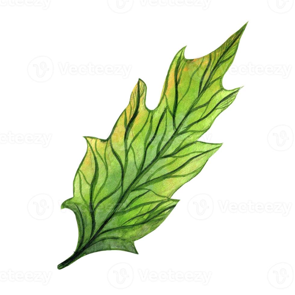 Hand-drawn holly leaf. Watercolor botanical illustration isolated on white background. Seasonal green veined element, close-up. Christmas clipart, festive plant concept. Colored natural sketch. photo