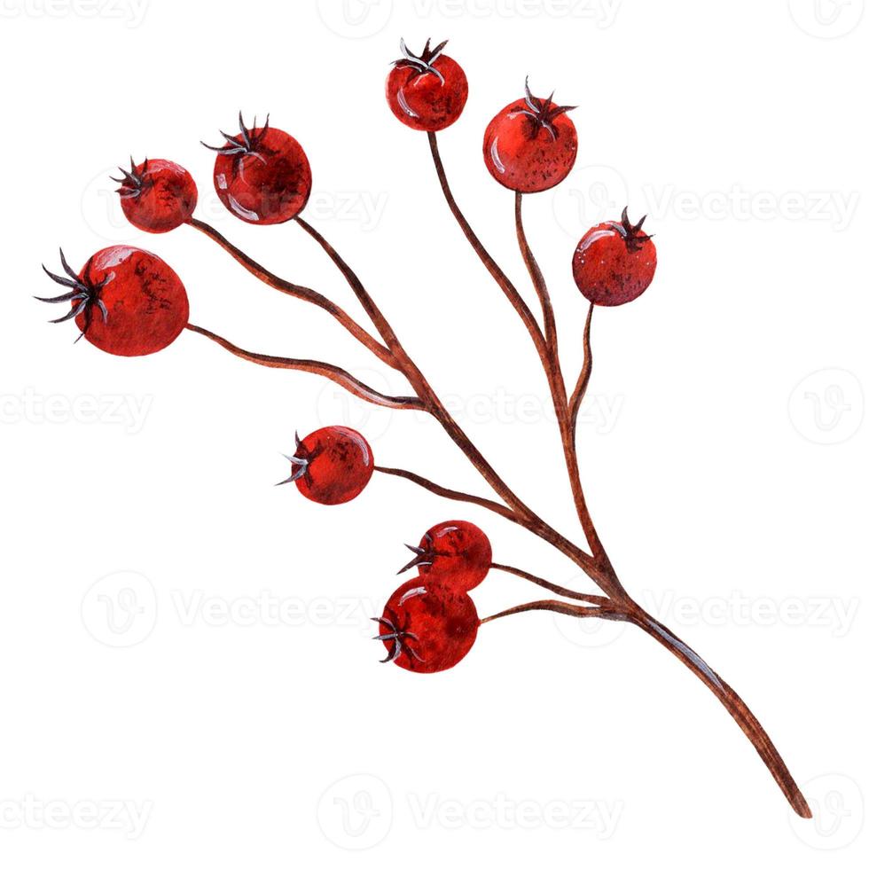 Hand drawn watercolor red berry. Seasonal botanical illustration isolated on white background. Autumn, winter branch with ripe juicy berries. Natural color clipart, garden twig. photo