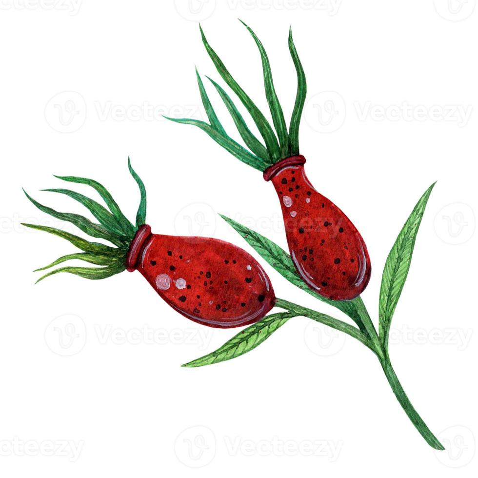 rama de rosa mosqueta acuarela dibujada a mano. dos bayas maduras de brezo rojo, jugosas hojas verdes de un arbusto de jardín. boceto botánico aislado en un fondo blanco. clipart estacional, cosecha de plantas medicinales. foto