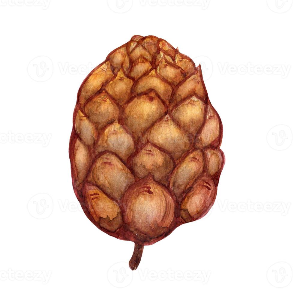 Cedar cone hand drawn watercolor illustration. Forest clipart isolated on white background. Colored seasonal sketch, natural harvest. Concept for decoration, design of Christmas cards, textiles, web. photo